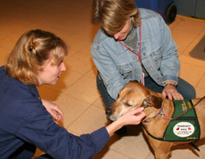 An animal therapy dog being pet.