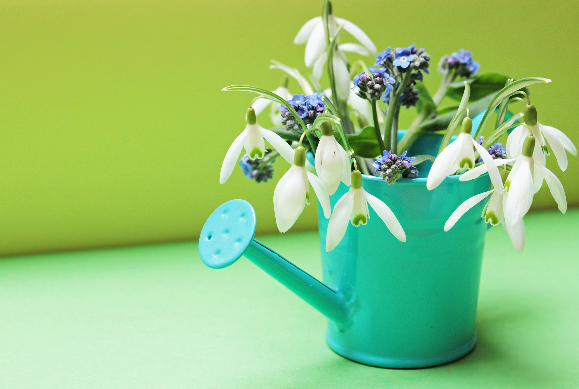 A watering can with flowers in it for springtime.